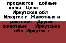 продаются 2 дойные козы › Цена ­ 3 000 - Иркутская обл., Иркутск г. Животные и растения » Другие животные   . Иркутская обл.,Иркутск г.